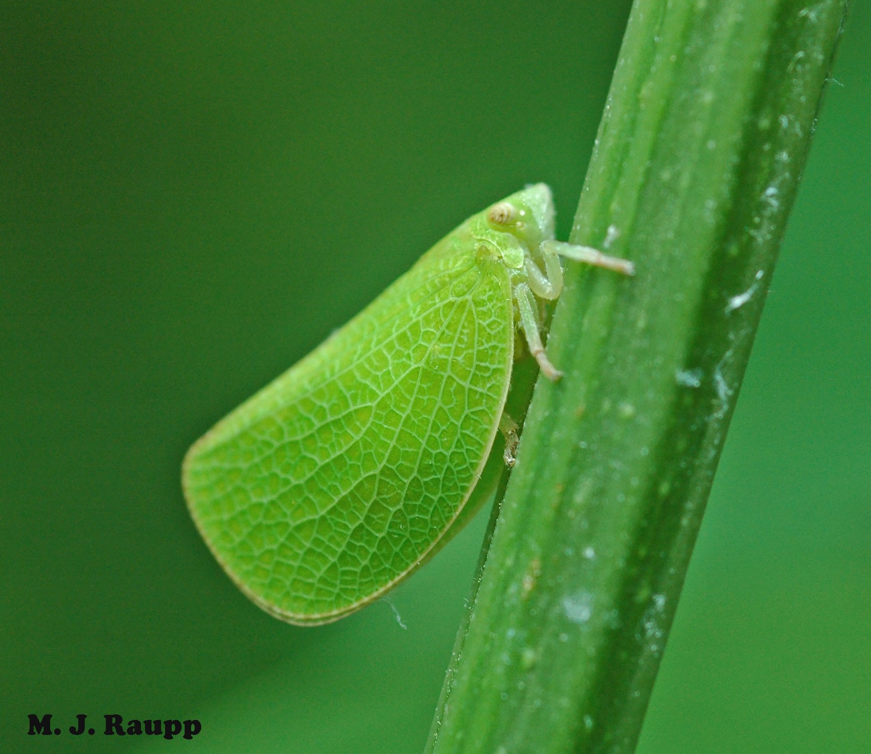 Waxy wanderers flocking flowers: Planthoppers - Flatidae and